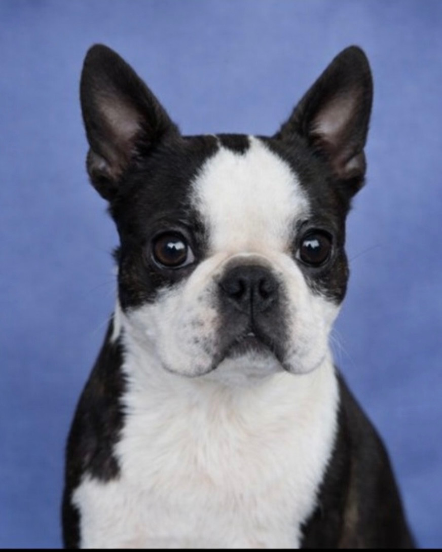 Vidzar Des Montagnes Du Kurdistan