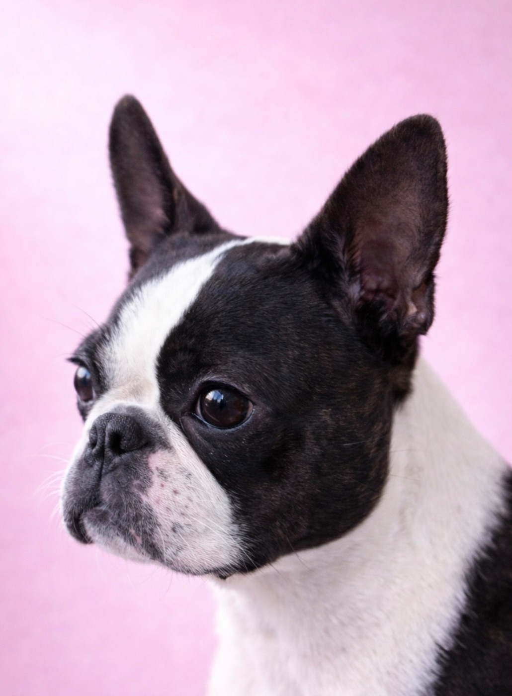 Valkyrie Des Montagnes Du Kurdistan