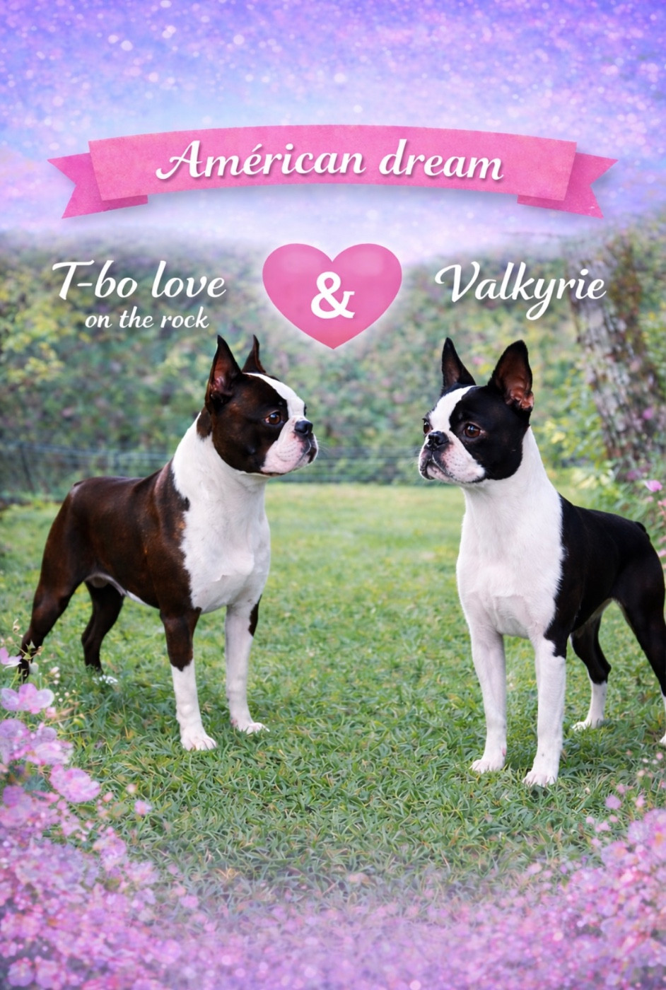 Gentleman Attitude - Boston Terrier - Portée née le 22/03/2026