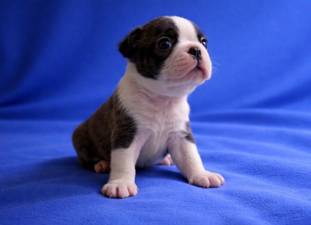 Gentleman Attitude - Chiots disponibles - Boston Terrier