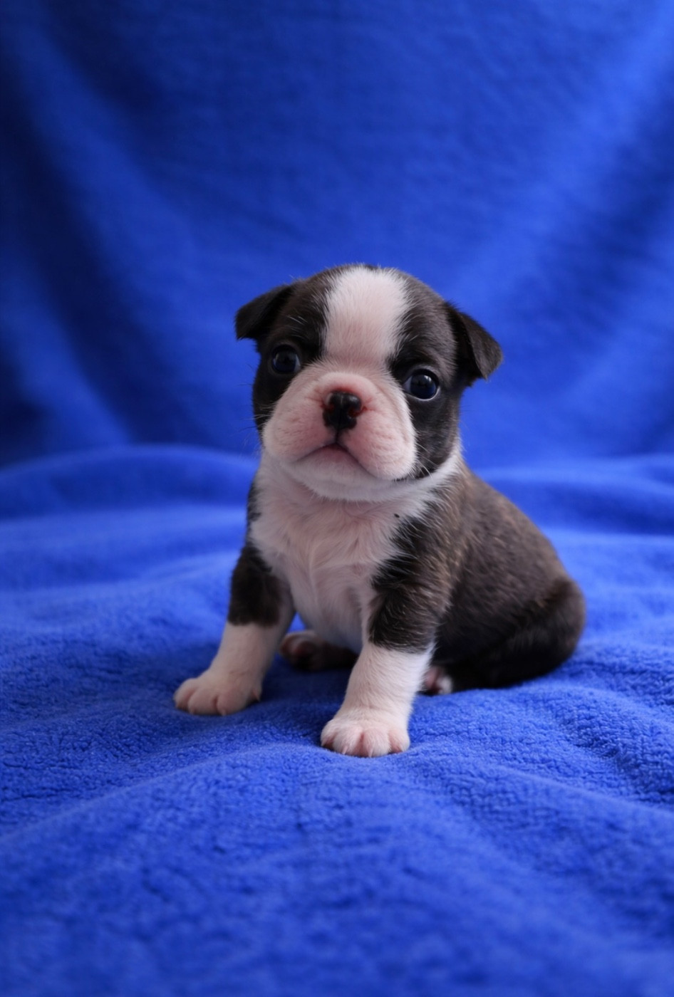 Gentleman Attitude - Chiots disponibles - Boston Terrier