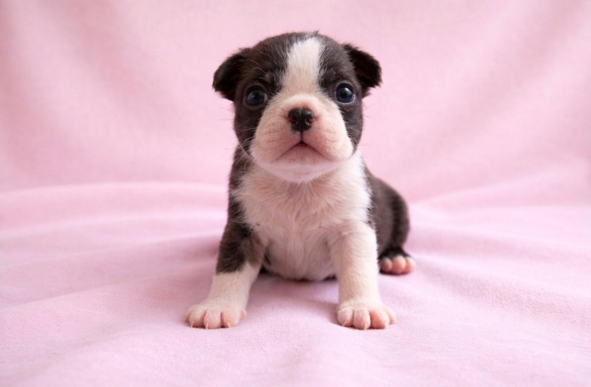 Gentleman Attitude - Chiots disponibles - Boston Terrier