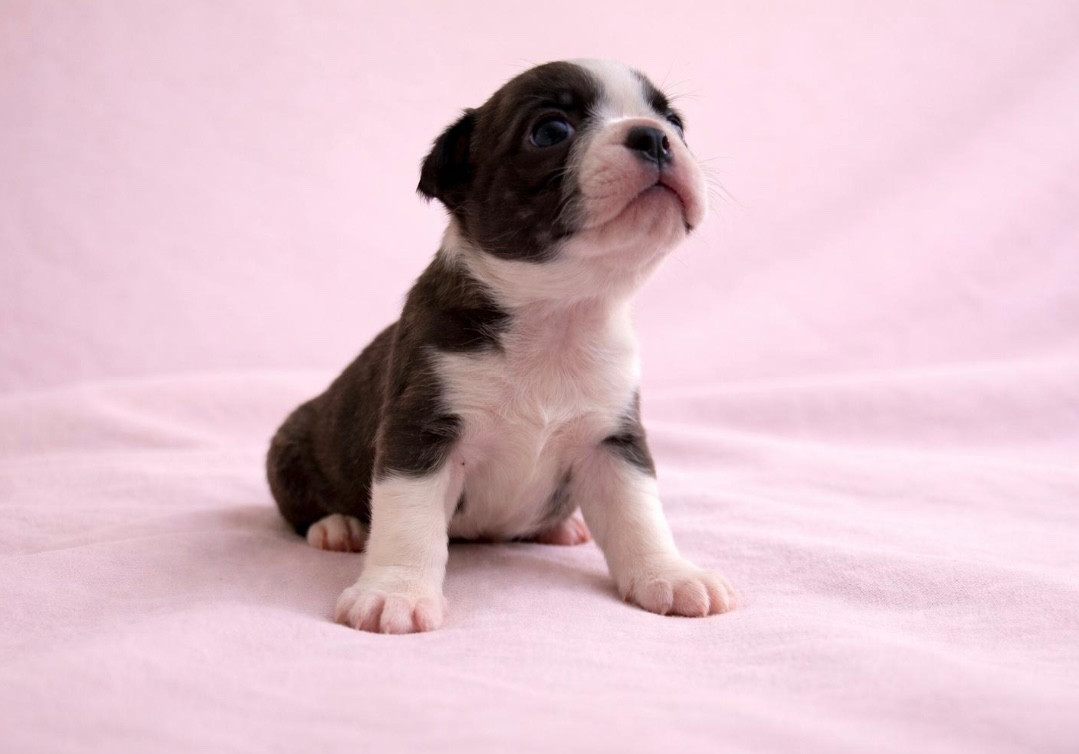 Gentleman Attitude - Chiots disponibles - Boston Terrier