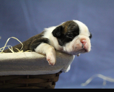 CHIOT 2