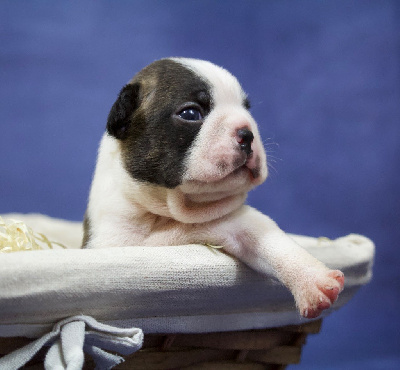 CHIOT 1
