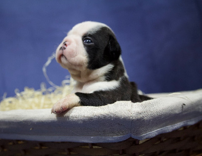 CHIOT 3