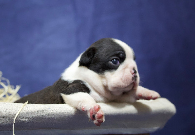 CHIOT 5