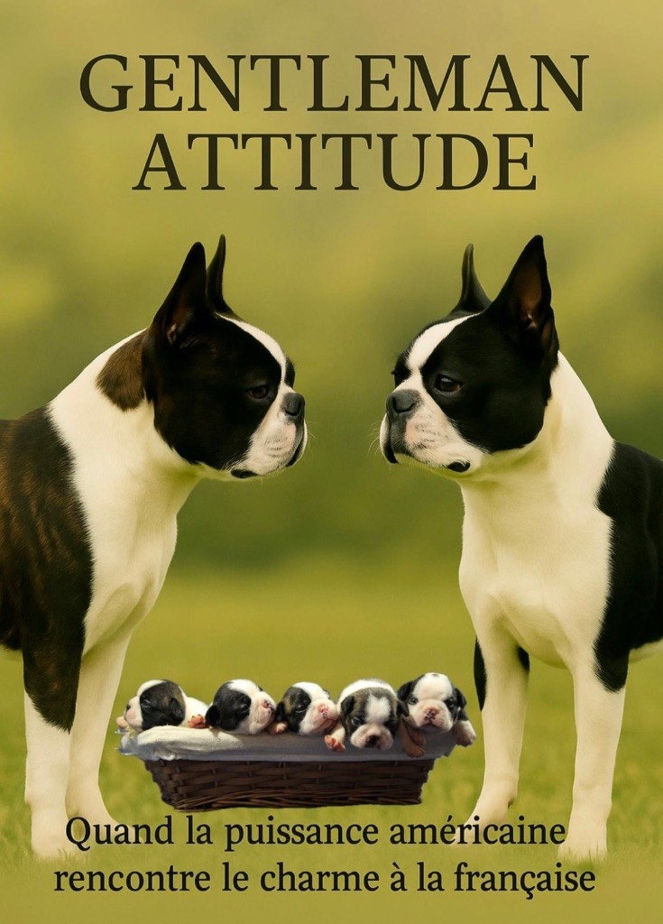 Chiot Boston Terrier Gentleman Attitude